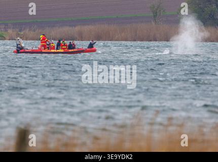 Mecklenburg-Vorpommern. 20. April 2026, Mecklenburg-Vorpommern, Kirchdorf (Poel): Der Buckelwal vor der Insel Poel schwimmt frei, während Mitglieder der DLRG auf Booten in der Nähe des Wals zu sehen sind. Der Buckelwal, der seit fast drei Wochen vor der Ostseeküste Mecklenburg-Vorpommerns feststeckt, schwimmt. Foto: Jens Büttner/dpa Credit: dpa Picture Alliance/Alamy Live News Stockfoto