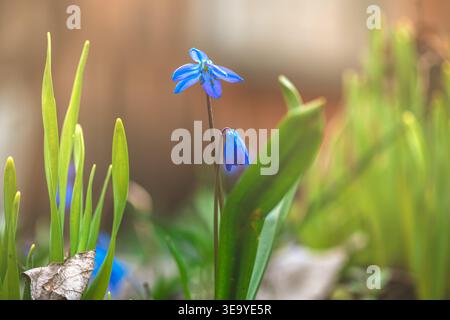 Blaue scilla-Blüten, ein Zeichen für neues Leben, die durch frische grüne Triebe in einer Gartenumgebung mit sanftem Bokeh hindurchziehen und das Wachstum und die Ankunft symbolisieren Stockfoto