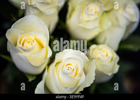 Schließen Sie ein Blumenportrait von blassen Rosen mit seidigen Blüten und natürlichen Kurven. Die Blüten leuchten in ruhiger Eleganz, was Romantik Sympathie und Einfachheit suggeriert Stockfoto