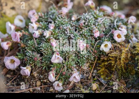Frostbedeckte rosafarbene „Jenkinsiae“ (Saxifraga) Blüten, die im frühen Frühjahr zwischen Moos und Kies blühen, Hintergrund der MakroNatur. Stockfoto