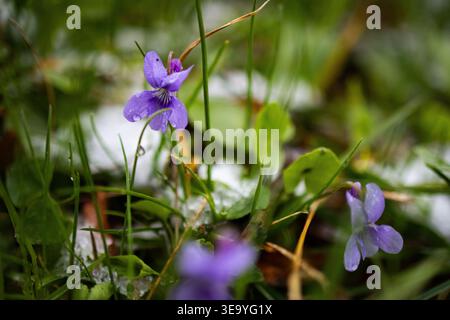 Violette Veilchen erheben sich neben Spuren von schmelzendem Schnee aus feuchtem Gras. Perlen aus Regen ruhen auf den Blütenblättern und Blättern und verleihen dem Körper Glanz als widerstandsfähige Wiese Stockfoto