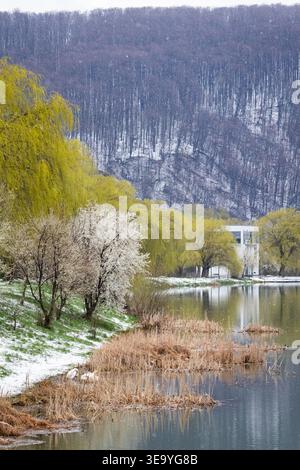 Hohe Weiden ziehen sich in leuchtendem Grün über einen Hügel, während später Schnee über den Wald dahinter liegt. Auf der Bank stehen blühende Sträucher über einem fleckigen weiß Stockfoto