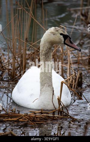 Ein stummer Schwan gleitet an einem grauen Tag durch kalte Schilfe. Elegantes weißes Gefieder ragt über dunklem Wasser. Der lange geschwungene Hals und der ausgeglichene Kopf sorgen für eine ruhige Atmosphäre Stockfoto