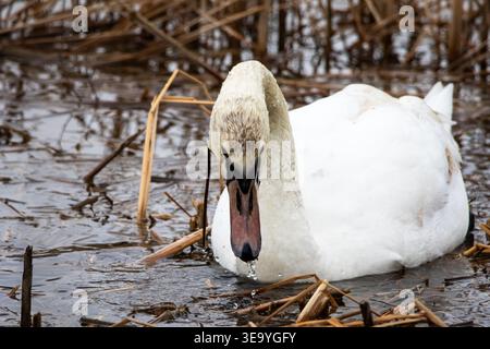 Ein weißer Schwan steht der Kamera gegenüber, mit Tropfen, die aus dem Bilde fallen. Subtile Wellen falten die Oberfläche. Tawny-Schilf umgeben den Vogel, während er zwischendurch pausiert Stockfoto