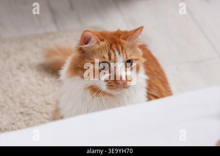 Süße flauschige Katze im Schlafzimmer Stockfoto