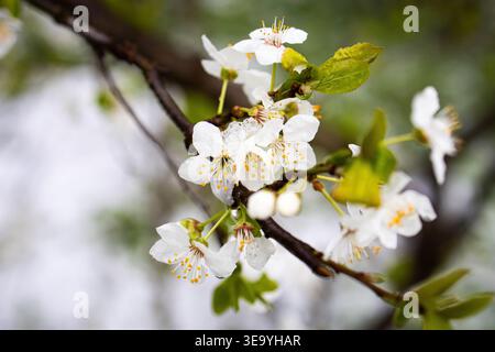 Zarte weiße Kirschblüten blühen auf einem schlanken Zweig mit weichen grünen Blättern und sanftem Bokeh. Eine ruhige Frühlingsszene, die die Erneuerung der Reinheit feiert Stockfoto