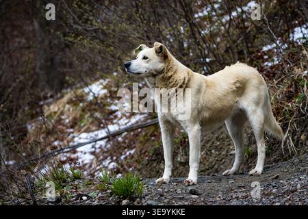 Heller streunender Hund steht auf einem felsigen Waldweg mit schmelzenden Schneebesen wachsam. Die robuste Bauweise und der ruhige Blick halten Widerstandsfähigkeit und Ruhe fest Stockfoto