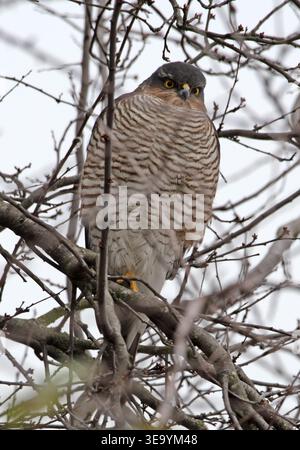 Sparrowhawk auf dem Garagendach Knaphill Surrey Stockfoto