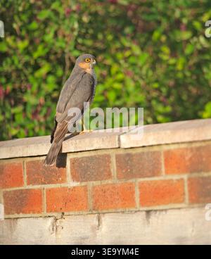 Sparrowhawk auf dem Garagendach Knaphill Surrey Stockfoto
