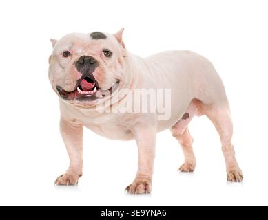 Weißer amerikanischer Schläger vor weißem Hintergrund Stockfoto