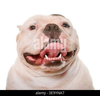 Weißer amerikanischer Schläger vor weißem Hintergrund Stockfoto