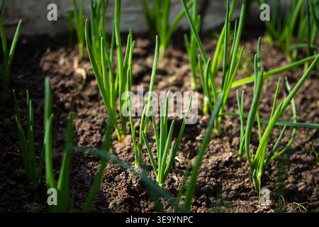 Junge grüne Zwiebelsprossen treten im Morgenlicht aus dunklem Gartenboden auf, wobei schlanke Klingen nach oben zeigen, die frisches Frühlingswachstum und Bio zeigen Stockfoto
