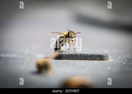 Honigbiene steht auf einem erhöhten Polster auf einer rauen grauen Oberfläche mit geringer Schärfentiefe. Feine Details von Antennenbeinen und Flügeln sind als winziges p Stockfoto
