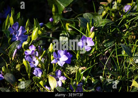 Violette Blütenpracht der Periwinkle taucht im warmen Sonnenlicht zwischen glänzenden Blättern und Grashalmen auf. Die Bodendecke verteilt winzige Sterne in Farbe Stockfoto