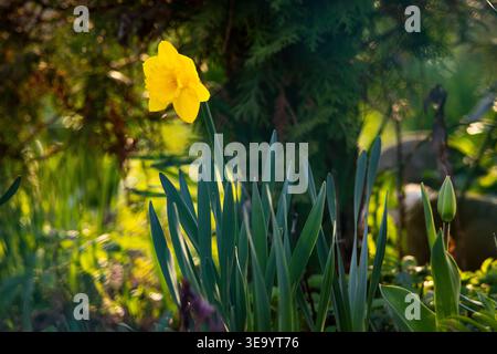 Einzelnes gelbes Narzissen erhebt sich im sanften Frühlingslicht über grünen Blättern. Ein sanftes Gartenporträt mit cremigem Bokeh, das die einfache Erneuerung zelebriert Stockfoto