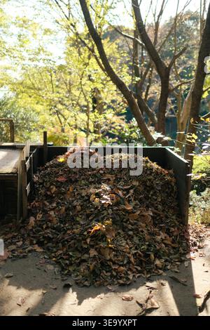 Herbstblätter, die in einem rustikalen Holzbehälter zum Kompostieren gesammelt werden Stockfoto