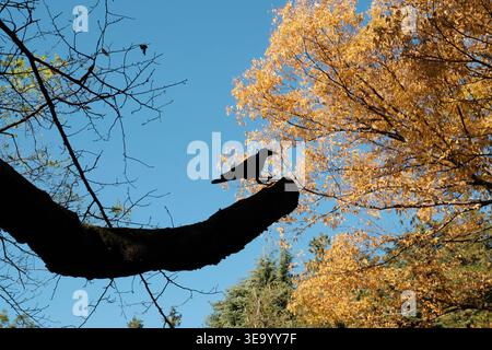 Silhouettenkrähe auf einem Ast vor einem klaren blauen Himmel und goldenem Herbstlaub. Stockfoto