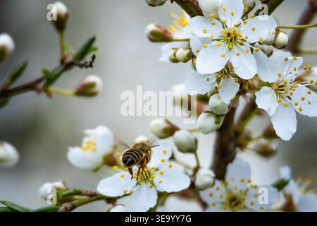Eine Honigbiene reist an hellen Blüten vorbei in einem Garten aus weißen Blütenblättern und Gelb, der die Bewegung gegen cremiges Bokeh einfriert, während das Frühlingslicht feiert Stockfoto