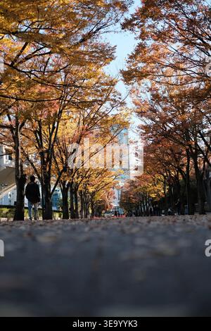 Herbststraße gesäumt von Bäumen mit goldenem und orangenem Laub Stockfoto