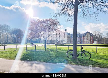 Die Universität Münster, Deutschland, mit einem Kirschblütenbaum und einem Fahrrad davor. Stockfoto