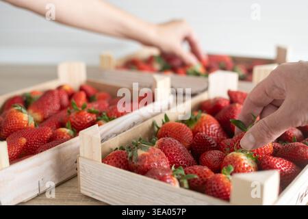 Nahaufnahme von Händen, die frische, reife Erdbeeren aus Holzkisten auf einem Tisch pflücken. Naturnahrungskonzept, gesunde Ernährung, Bio-Produkte und Bauernhöfe Stockfoto