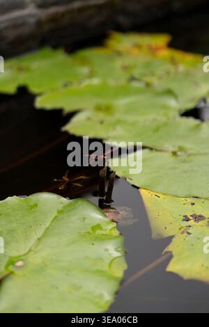 Rote Libelle auf dem Stiel zwischen Lotusblättern im Teich, Bali Stockfoto