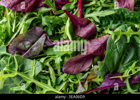 Nahaufnahme von frischen gemischten Salatblättern, einschließlich Rucola und Bete-Bete-Grüns. Lebendige Bio-Grüntextur perfekt für gesunde Lebensmittel und Ernährung Stockfoto