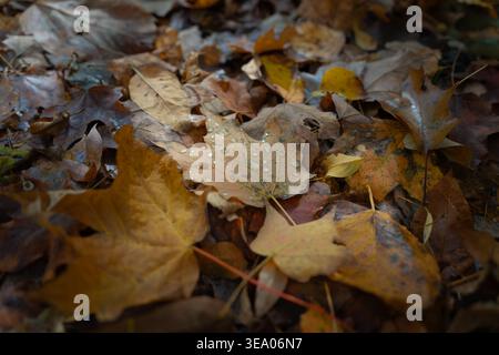 Tau auf Ahornblättern auf dem Waldboden in verblühtem Licht Stockfoto
