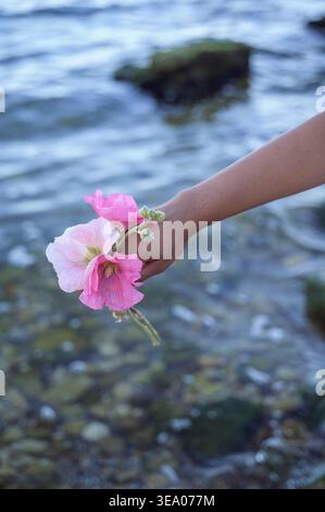 Hand hält rosa Malvenblüten über Meerwasserhintergrund Stockfoto
