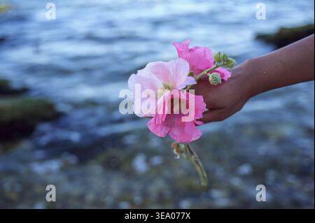 Hand hält rosa Malvenblüten über Meerwasserhintergrund Stockfoto