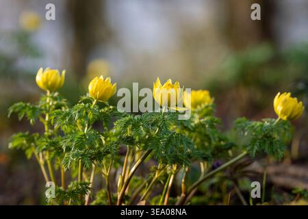 Gelbe Adonis amurensis (Fasanenauge) blüht im Frühjahrsgarten, umgeben von frischem grünem Laub und weichem Bokeh, Makronaht. Stockfoto