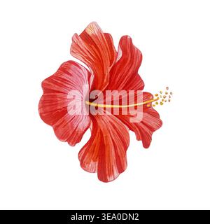 Rote Hibiskusblüte. Aquarellbotanische Illusion isoliert auf weiß. Realistische Detailzeichnung Stockfoto