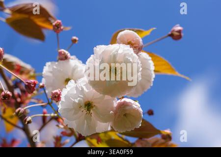 Prunus serrulata 'Fugenzo'/'Shirofugen', japanischer blühender Kirschzweig, doppelte weiße Blüten, Sakura-Blüten-Nahaufnahme Stockfoto