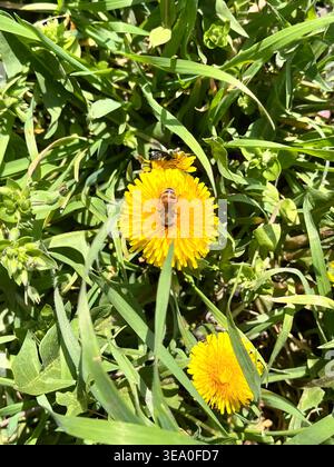 Nahaufnahme einer Honigbiene, die Nektar von einer hellgelben Löwenzahnblüte sammelt, umgeben von grünem Gras und wilden Pflanzen. Natürliches Makro für den Außenbereich Stockfoto
