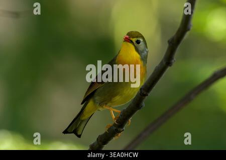Rotschuller Leiothrix thronte auf einem Baumzweig in Janjehli, Mandi Bezirk, Himachal Pradesh, Indien. Stockfoto
