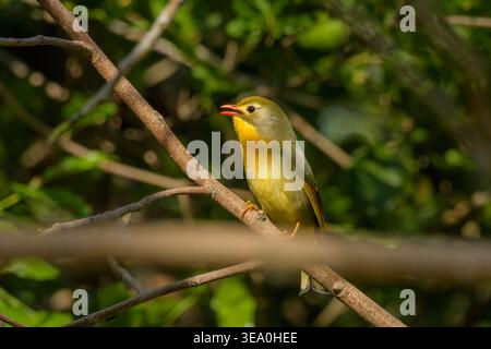 Rotschuller Leiothrix thronte auf einem Baumzweig in Janjehli, Mandi Bezirk, Himachal Pradesh, Indien. Stockfoto
