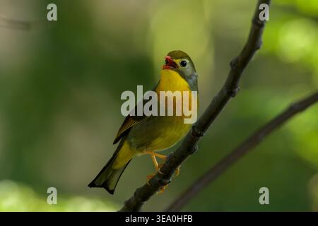 Rotschuller Leiothrix thronte auf einem Baumzweig in Janjehli, Mandi Bezirk, Himachal Pradesh, Indien. Stockfoto