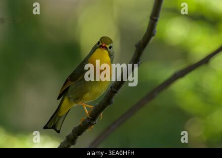 Rotschuller Leiothrix thronte auf einem Baumzweig in Janjehli, Mandi Bezirk, Himachal Pradesh, Indien. Stockfoto