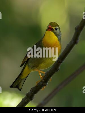 Rotschuller Leiothrix thronte auf einem Baumzweig in Janjehli, Mandi Bezirk, Himachal Pradesh, Indien. Stockfoto