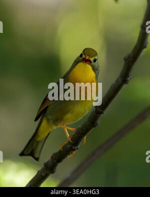 Rotschuller Leiothrix thronte auf einem Baumzweig in Janjehli, Mandi Bezirk, Himachal Pradesh, Indien. Stockfoto