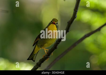 Rotschuller Leiothrix thronte auf einem Baumzweig in Janjehli, Mandi Bezirk, Himachal Pradesh, Indien. Stockfoto