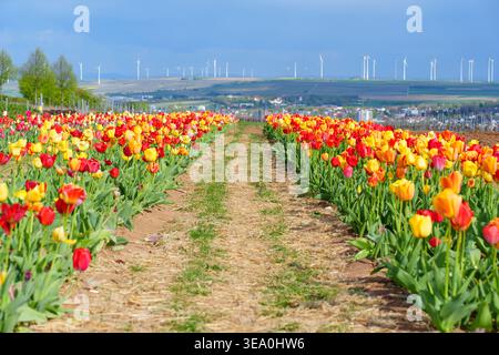 Reihen blühender roter und gelber Tulpen erstrecken sich zu einem Horizont, der von Windturbinen im ländlichen Deutschland gestreut ist und nachhaltige Energie und Landwirtschaft repräsentiert Stockfoto