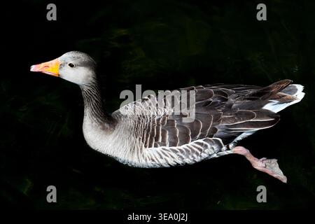 Graugans-Paddeln. Stockfoto