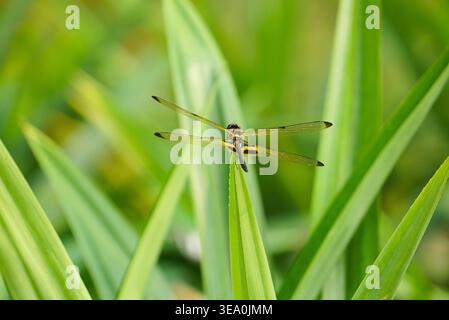Eine Libelle thront auf einem grünen Gras in einer natürlichen Umgebung Stockfoto