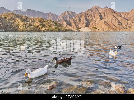 Enten schwimmen auf dem Al Rafisah Dam See mit Hajar Mountains Hintergrund, VAE Stockfoto