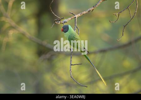 Sittich mit Schieferkopf auf einem Baumzweig in Janjehli, Bezirk Mandi, Himachal Pradesh, Indien. Stockfoto
