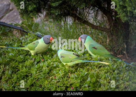 Sittiche mit Schieferkopf auf der Suche nach Vegetation in Janjehli, Bezirk Mandi, Himachal Pradesh, Indien. Stockfoto
