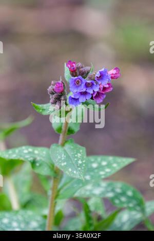 Pulmonaria longifolia Bertram Anderson, Lungenkraut Bertram Anderson, schmale Blätter, kühn mit Silber gefleckt, kleine blaue Blüten i Stockfoto