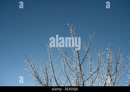 Frostbedeckte Äste vor blauem Himmel. Dünne Äste, die mit einer feinen Schicht weißen Frosts bedeckt sind, heben sich von einem tiefen, leuchtend blauen Himmel ab. Stockfoto
