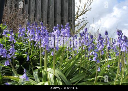 Eine Gruppe blauer Glockenblumen in einem Blumenbeet in einem Blumengarten an einem sonnigen Tag im Frühling Stockfoto